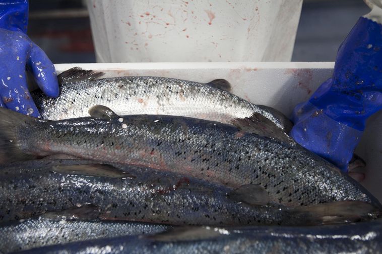 ‘World Record:’ Salmon Production Up by 35 Percent - Iceland Monitor