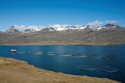 Sea cages in Berufjörður.