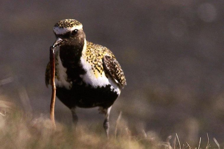 Golden plover.