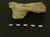 An ancient bone from a horse that was used in the study.