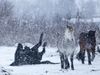 The Icelandic horse has a thick coat during the winter which it sheds in spring. Many horses spend the winter outside, which they enjoy.