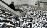 Silfur hafsins: Feitur og fallegur makríll á færibandinu hjá Vinnslustöðinni í Vestmannaeyjum.