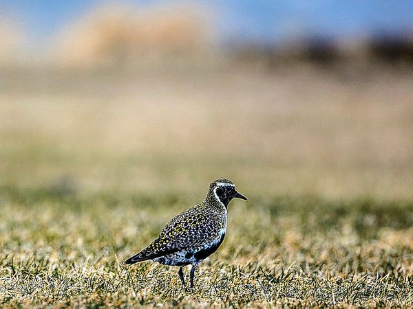 Two golden plovers were seen in Eyrarbakki and one in Sandgerði this week.