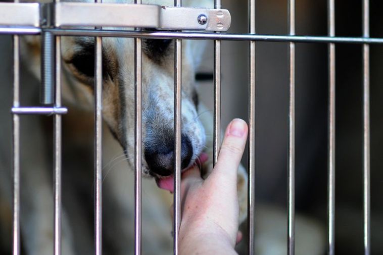 Planeload of Cats and Dogs from Afghanistan Lands at KEF Airport ...