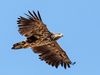White-tailed eagle.