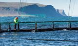 Laxalús lifðu óvænt veturinn af á Vestfjörðum en ekki er vitað til þess að þær …